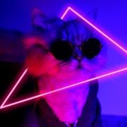 citrus x sinensis [24.1]