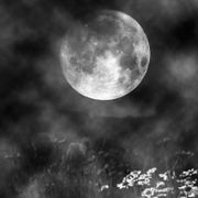 sewersounds_05_15_25_thrifting-flower-moon