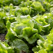 Growing Lettuce From Seeds: How to Plant, Grow, and Harvest Crisp Lettuce at Home Using Proven Tips