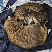 Trigger 4 april 2026