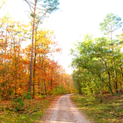 Dirty Plates - Fall Into Autumn