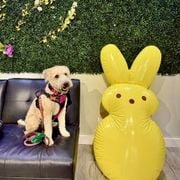 Anything Anything with Rich Russo 4/5/2026