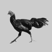 DJ Ayam Hitam - Dangdut Gateway mini-mix