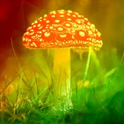 Toadstool Dancehall Mixtape
