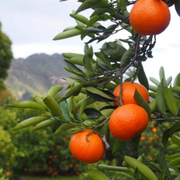 A Complete Guide to Orchard Fruits: Different Tree Varieties and Harvesting Tips - Audio Blog