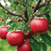 The Role of Leaves on Apple Trees: Growth, Photosynthesis, and Care Tips - Audio Blog
