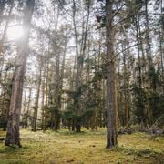 18MAR2026 - Capes Conversations - Saving the Ludlow