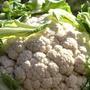 Growing Cauliflower From Seeds Made Easy: How to Plant and Grow Cauliflower - Audio Blog