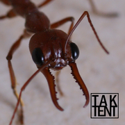 Skylarking - Insects