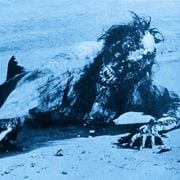 Terror in the Midnight Sun