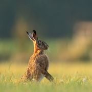 Folk Show: Episode 53 (The Fabled Hare)