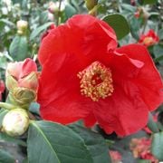 Real World Gardener 16th August 2024 2rrr radio 88.5fm