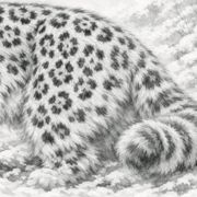 Enter: Snow Leopard | Experiment 002 — 15 min