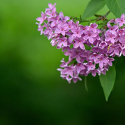 When Do Lilacs Bloom? Pruning and Propagation Tips for Lilac Flowers - Audio Blog
