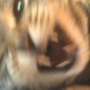 aux cord on the war rig