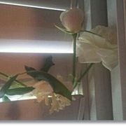 openingMOOVE TO THE FIFTH MIDDLEeastJAZZfestival-pt-5-cumbia-  peaceTIMEradio.