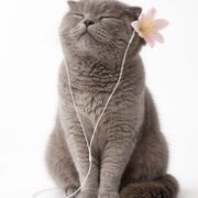 mix