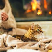 Why Pet Dander Is a Problem - Audio Blog