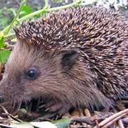 Face2Face with Tim & Linda Forrester - 3rd April 2026