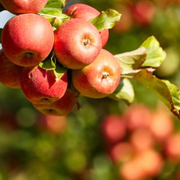 Growing Apple Trees - Step-by-Step Guide on How to Plant and Grow From Seed - Audio Blog
