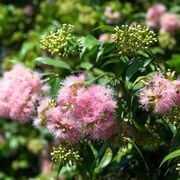 Real World Gardener 28th October 2022 radio 2RRR 88.5fm