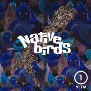 Native Birds Aotearoa (8/9/24) with Assorted Hamish