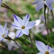 Real World Gardener 23tf August 2024 radio 2RRR 88.5fm