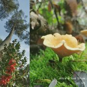 Alice & Joe Show: October '23