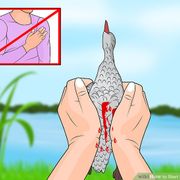 Palomo Spain - The Hunting 