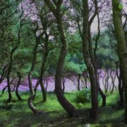 Tree Dancing, Channel 11, June 2017