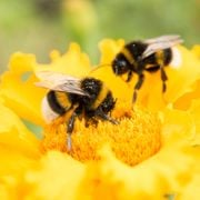 BEES & THINGS & FLOWERS