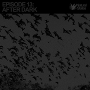 Episode 13: After Dark