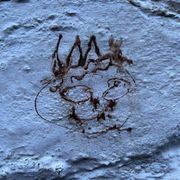 Squid: 12th January '23