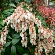 Real World Gardener 13th September 2024 radio 2rrr 88.5fm