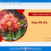 HOA VÔ ƯU - THÍCH THANH TỪ