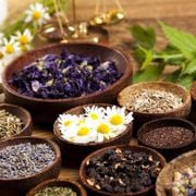 Medicinal Herb Farming: How to Successfully Grow the Top 20 Healing Herbs - Audio Blog