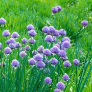How to Plant, Grow, and Harvest Chive Plants From Seeds and Cuttings: A Guide to Growing Chives