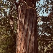 From Dusk Till Dawn by Fragile X