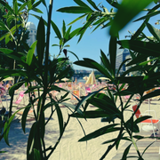 Michael Dehli @Strandbar Herrmann 2024 (DJ Set)