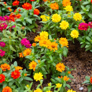 Are Zinnias Perennial Flowers? Growing and Care Tips - Audio Blog