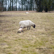 FIFTYCAST # 035__Sergio De Flaviis - From Start To Finish