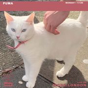 16/09/2024 - Puma