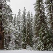 #249 Here Comes Winter