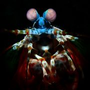 wie ein Fangschreckenkrebs (DJ Mix) - Mad Lobster