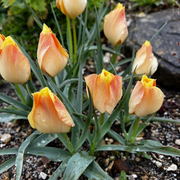 The Gardening Show with Linda and Jane - 15th November 2024