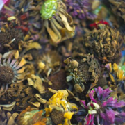 Types and Varieties of Zinnia Flower Seeds and Seedlings: White, Red, Blue, Green, and Pink Blooms