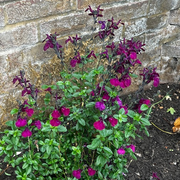 The Gardening Show with Linda & Jane - 3rd October 2025