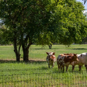 Farming Vs Ranching - What Is the Difference Between a Farm and a Ranch? - Audio Blog