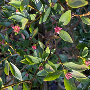 The Gardening Show with Linda and Jane - 7th March 2025