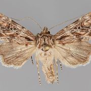 4. Lepidopterology // Second Wind with Miranda Harp // Radio 1190 9-18-2023
